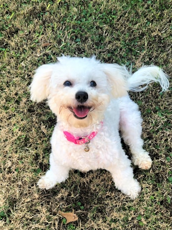 white poodle puppy on gray and black carpet
