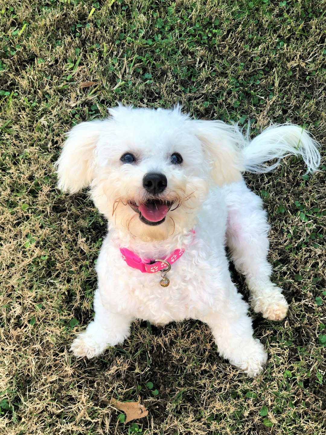 white poodle puppy on gray and black carpet