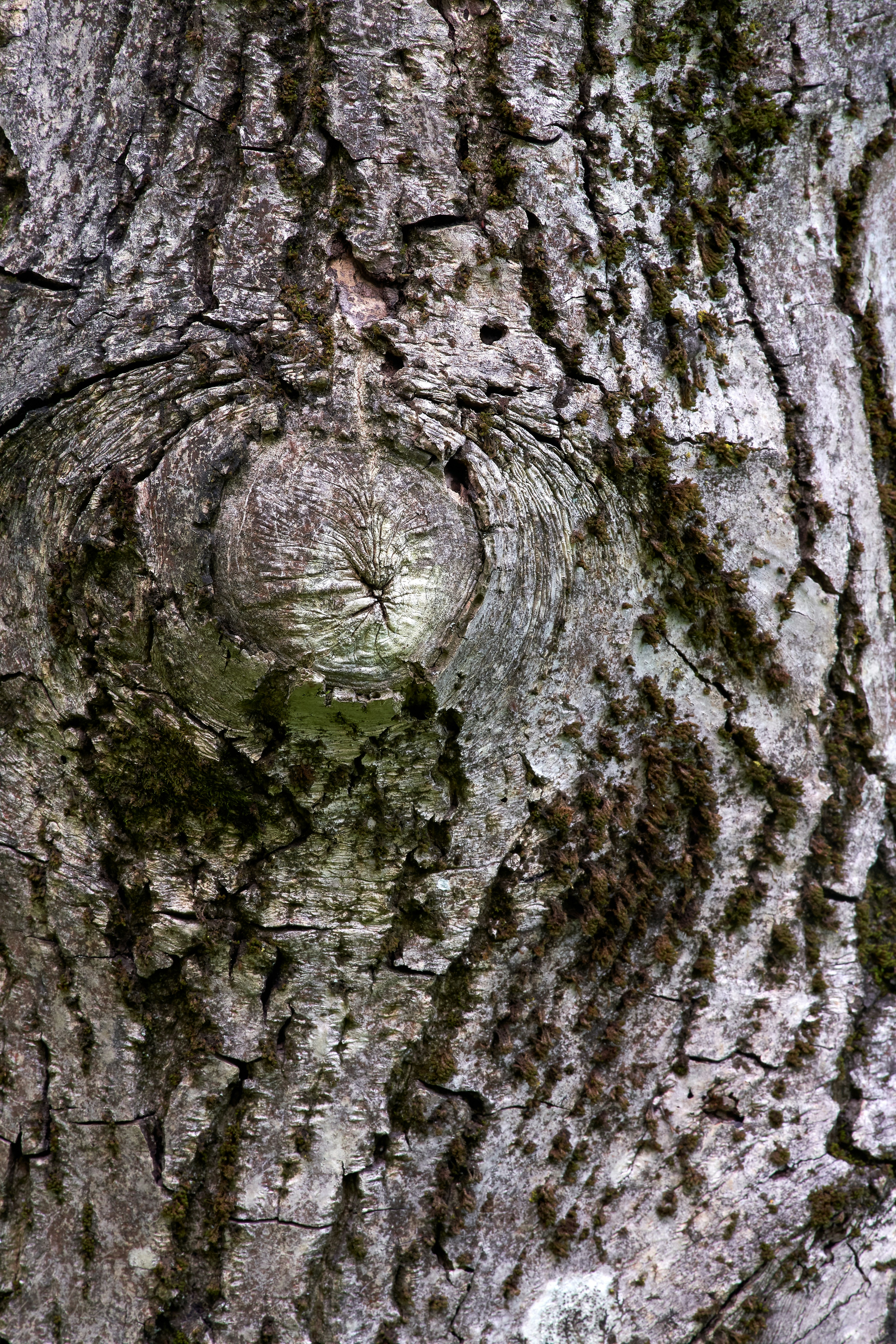 Photo by wolfgang_hasselmann