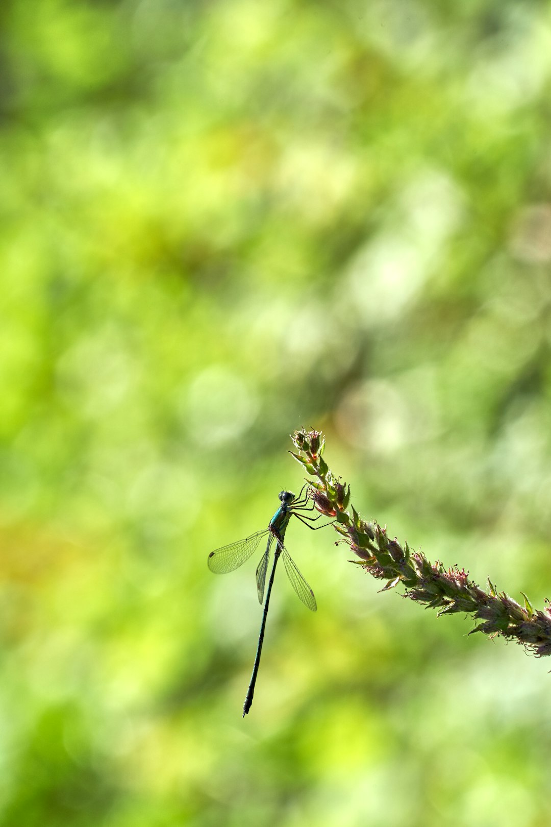 green dragonfly perched on green grass in close up photography during daytime