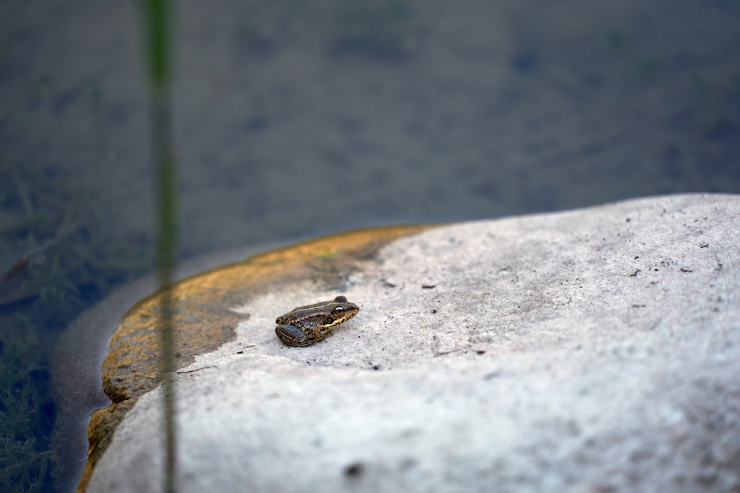 brown and black frog on gray concrete surface