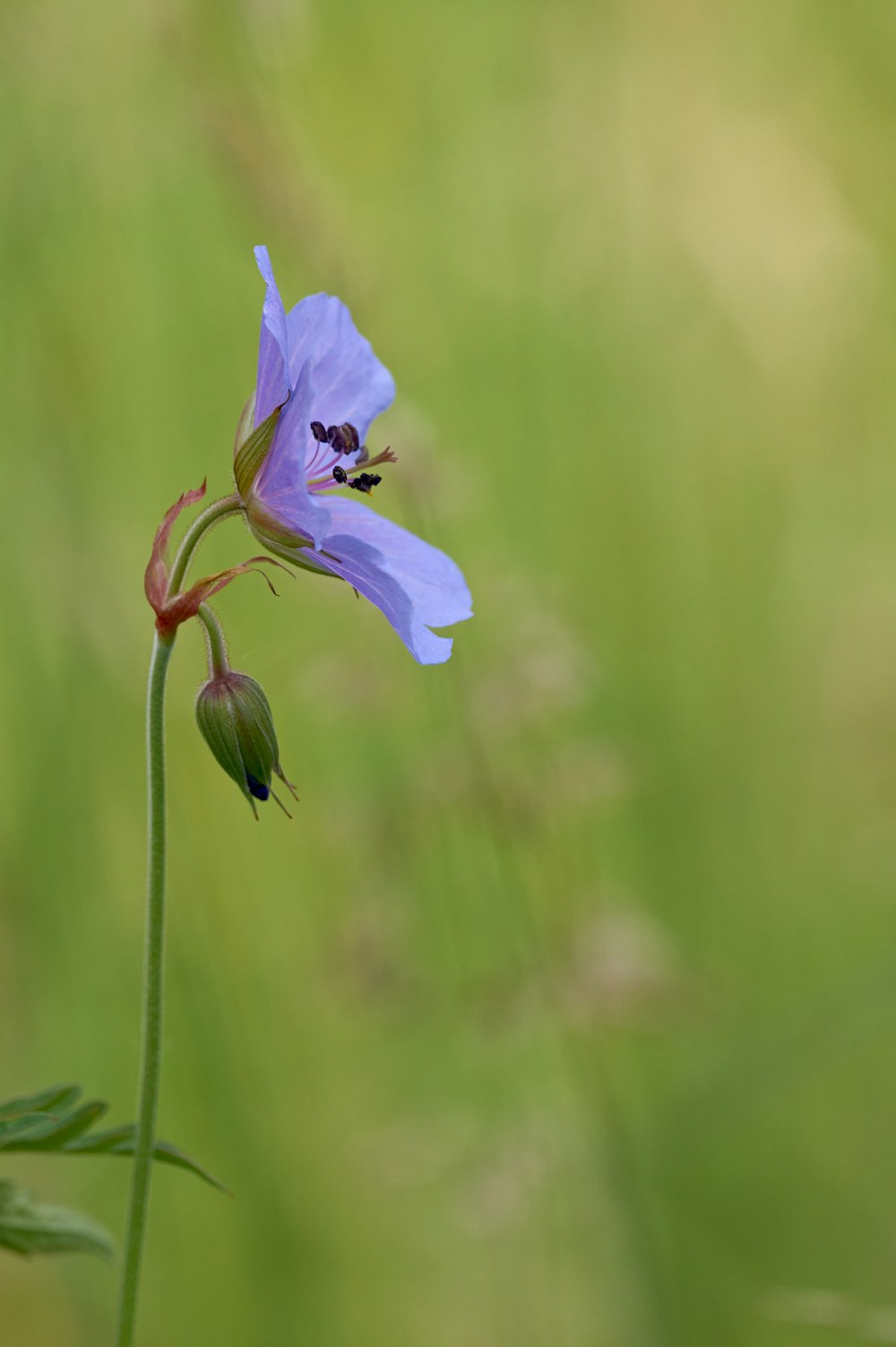 purple flower in tilt shift lens