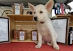 A small white puppy with large pointed ears sits in front of a wooden display with various pet products, including dog treats in paper packaging with ribbons and framed signs. The setting resembles a market stall, complete with a tablecloth and various pet accessories such as collars visible in the background.