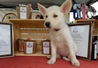 A small white puppy with large pointed ears sits in front of a wooden display with various pet products, including dog treats in paper packaging with ribbons and framed signs. The setting resembles a market stall, complete with a tablecloth and various pet accessories such as collars visible in the background.