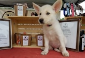 A small white puppy with large pointed ears sits in front of a wooden display with various pet products, including dog treats in paper packaging with ribbons and framed signs. The setting resembles a market stall, complete with a tablecloth and various pet accessories such as collars visible in the background.