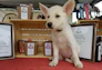 A small white puppy with large pointed ears sits in front of a wooden display with various pet products, including dog treats in paper packaging with ribbons and framed signs. The setting resembles a market stall, complete with a tablecloth and various pet accessories such as collars visible in the background.