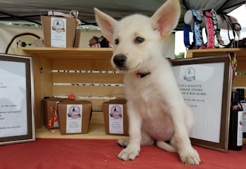 A small white puppy with large pointed ears sits in front of a wooden display with various pet products, including dog treats in paper packaging with ribbons and framed signs. The setting resembles a market stall, complete with a tablecloth and various pet accessories such as collars visible in the background.
