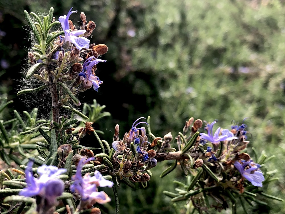 purple and white flower in tilt shift lens