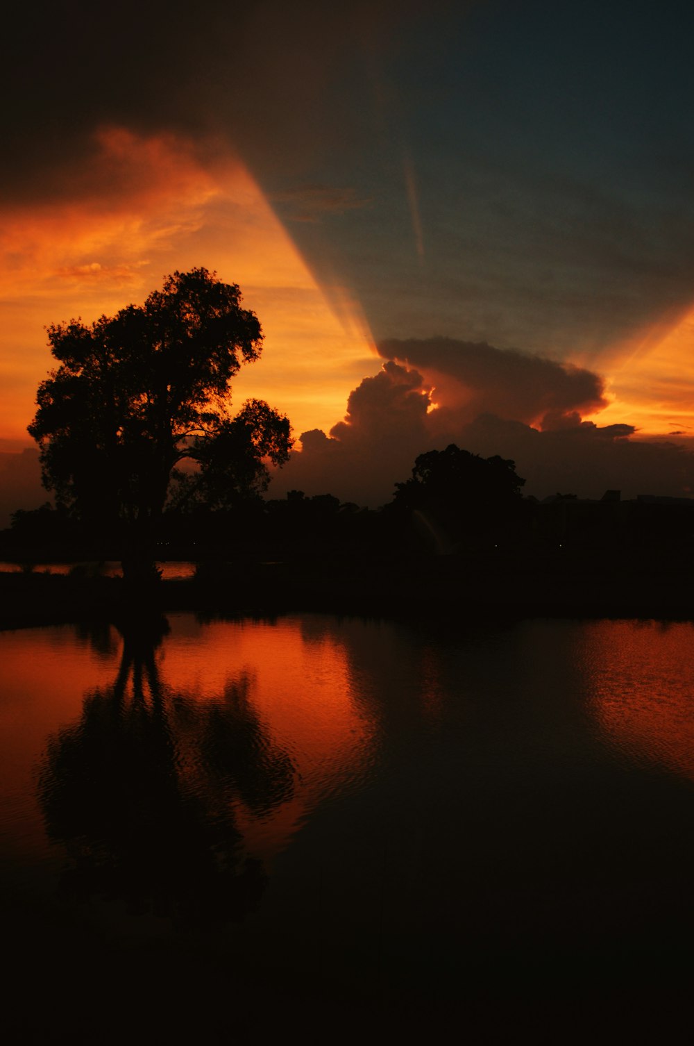 silhouette of trees near body of water during sunset