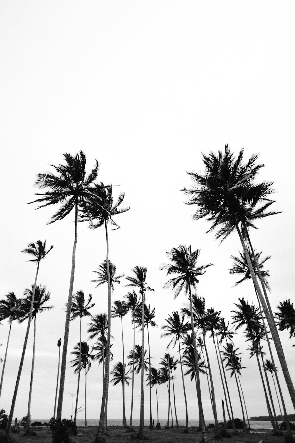 grayscale photo of palm trees