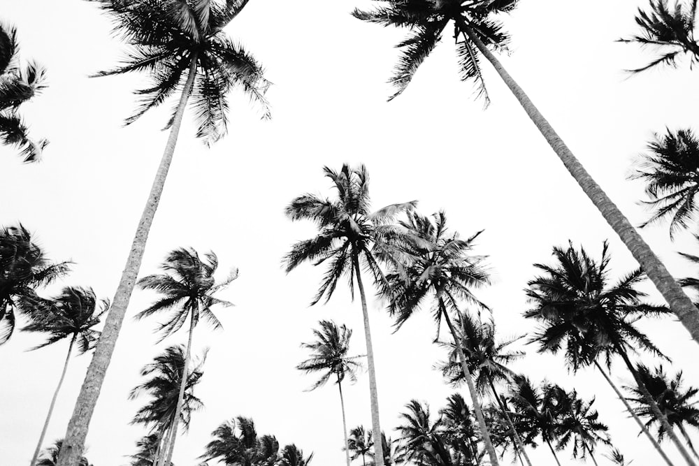 low angle photography of coconut trees