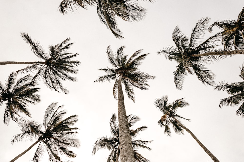 low angle photography of palm trees