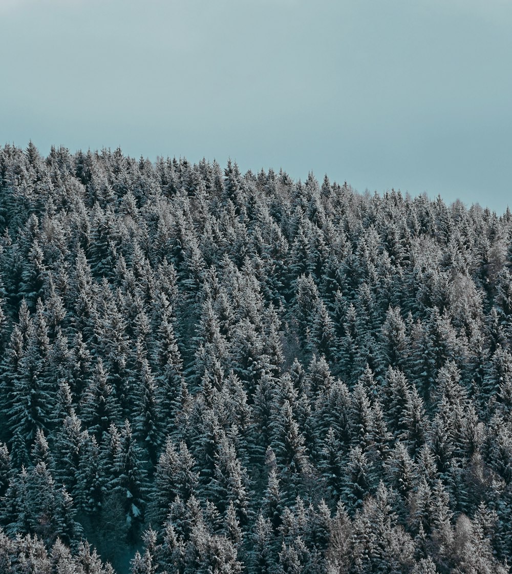 green pine trees covered with snow