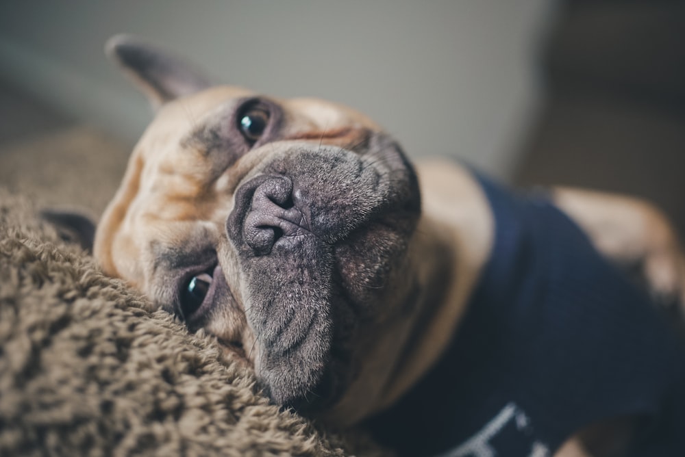 brown and white english bulldog