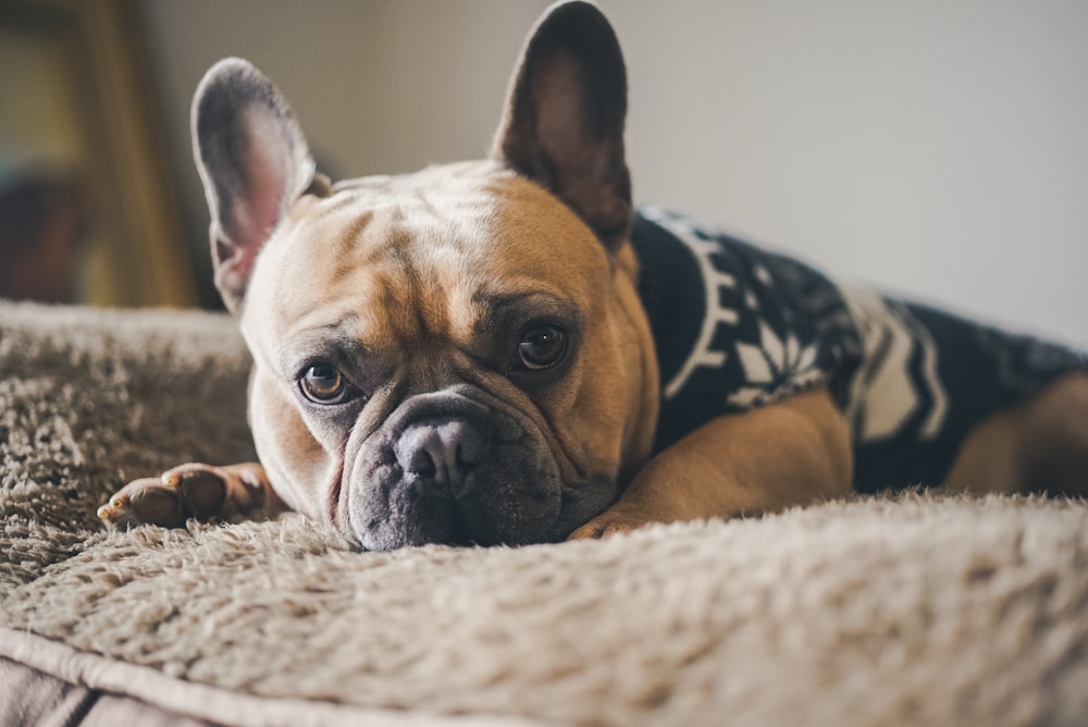 brown and black short coated dog lying on white and black leopard print textile