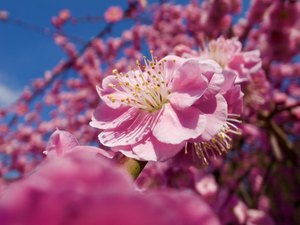 틸트 시프트 렌즈의 분홍색과 흰색 꽃