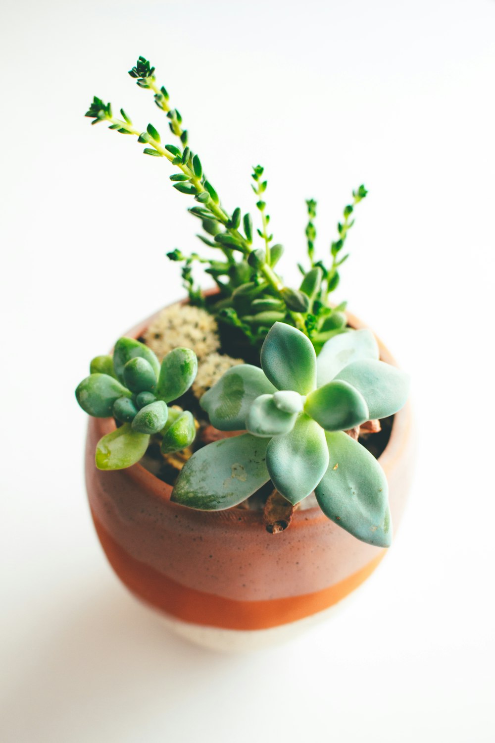 green succulent plant on brown clay pot