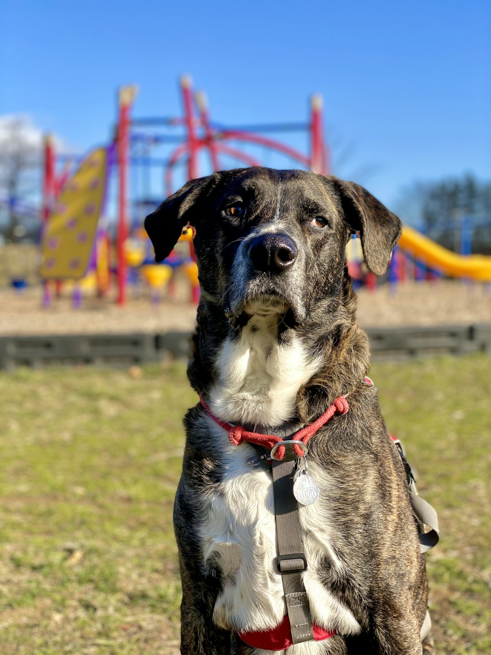 black and white short coated dog with blue and red collar on green grass field during