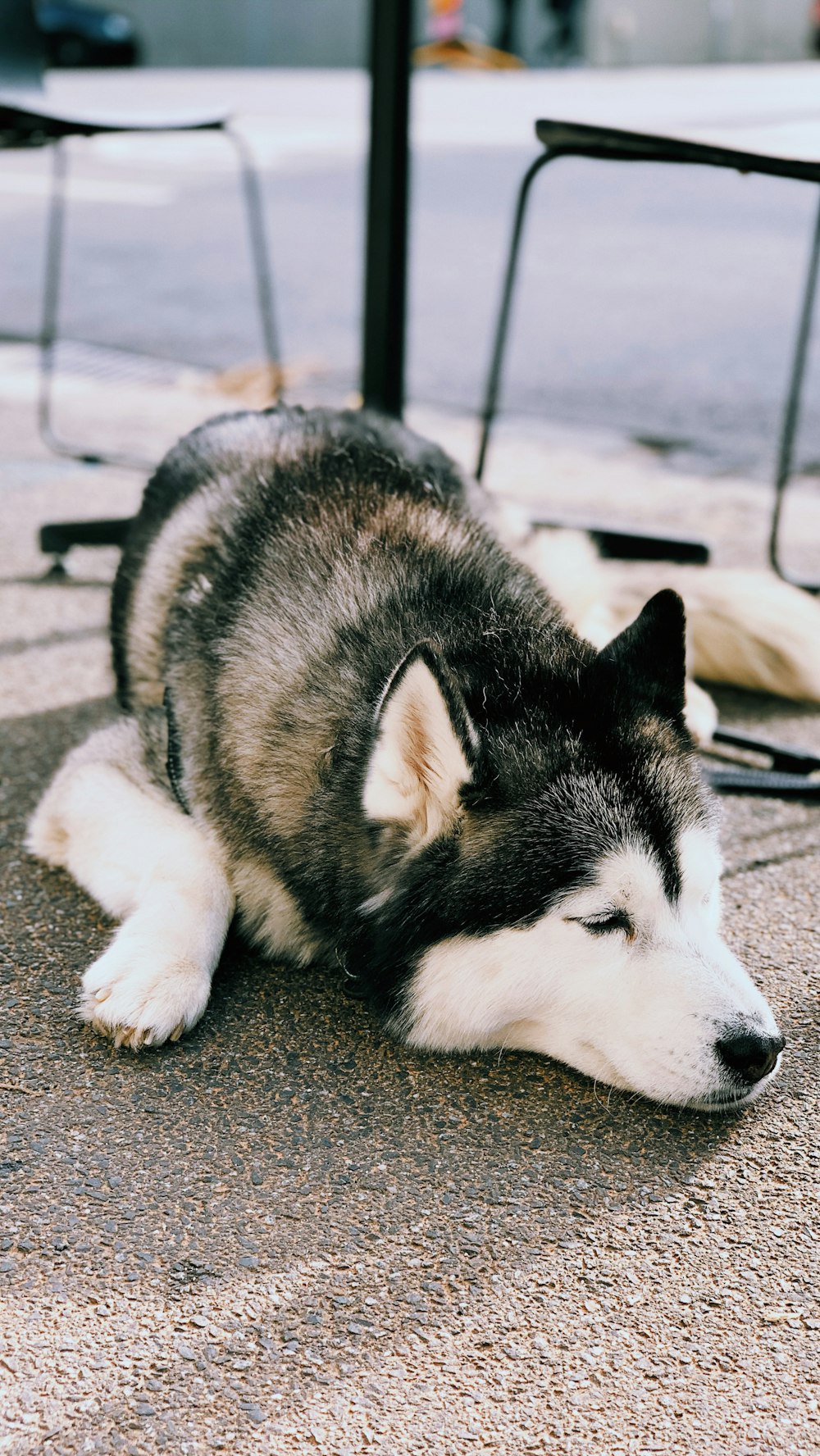 siberian husky puppy lying on the ground