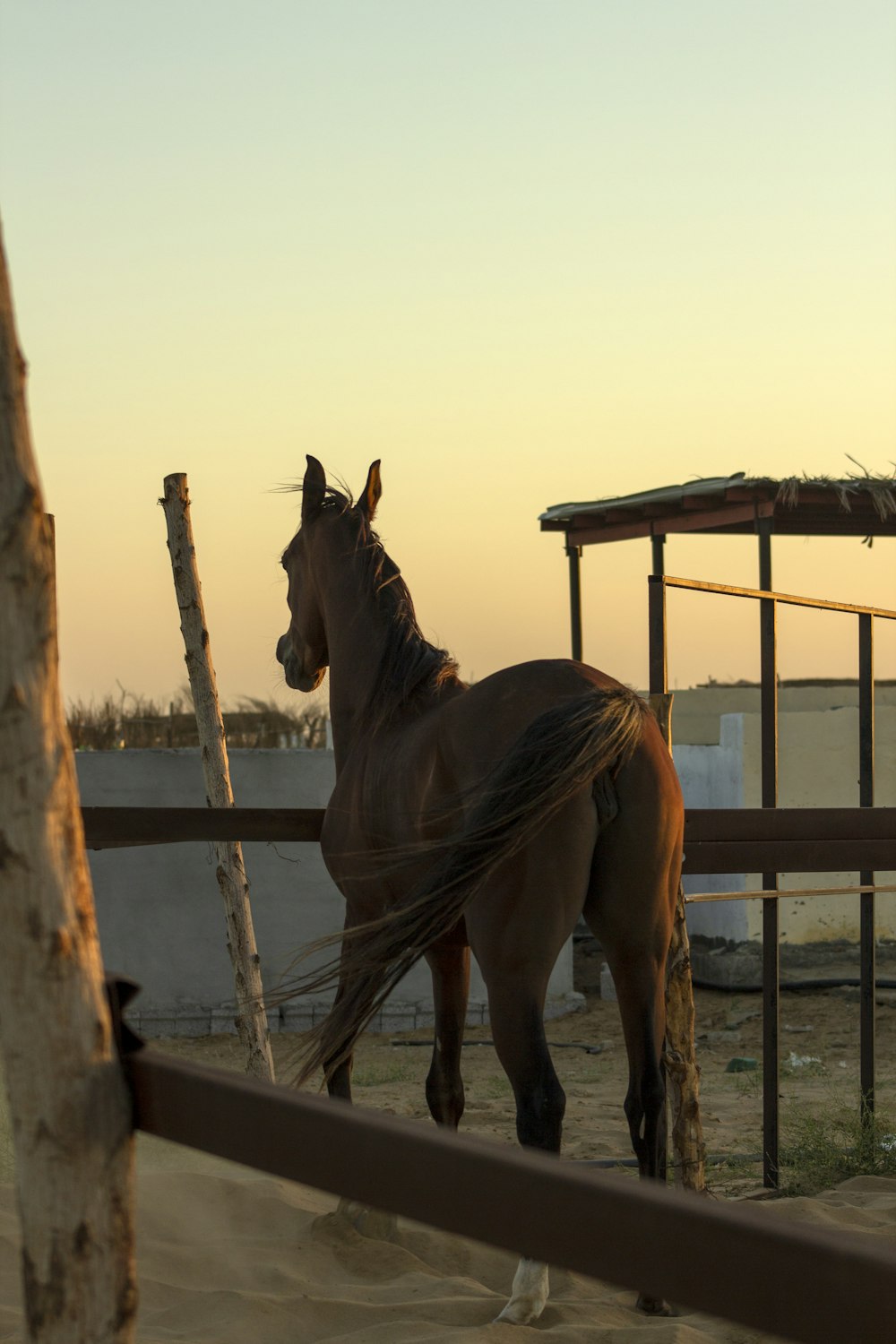 brown horse in a cage