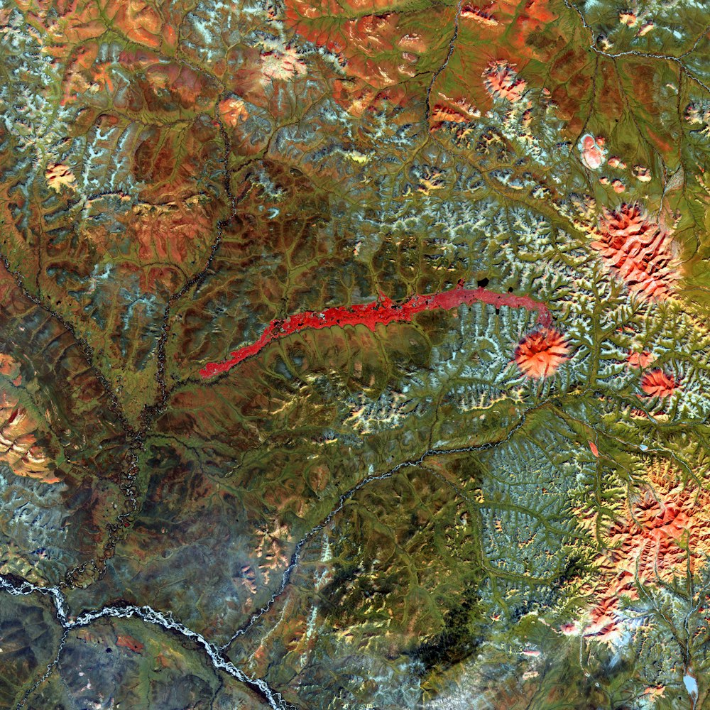 árbol de hojas rojas y marrones