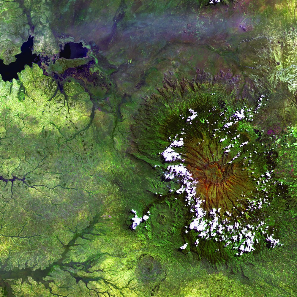 erba verde e alberi sull'acqua