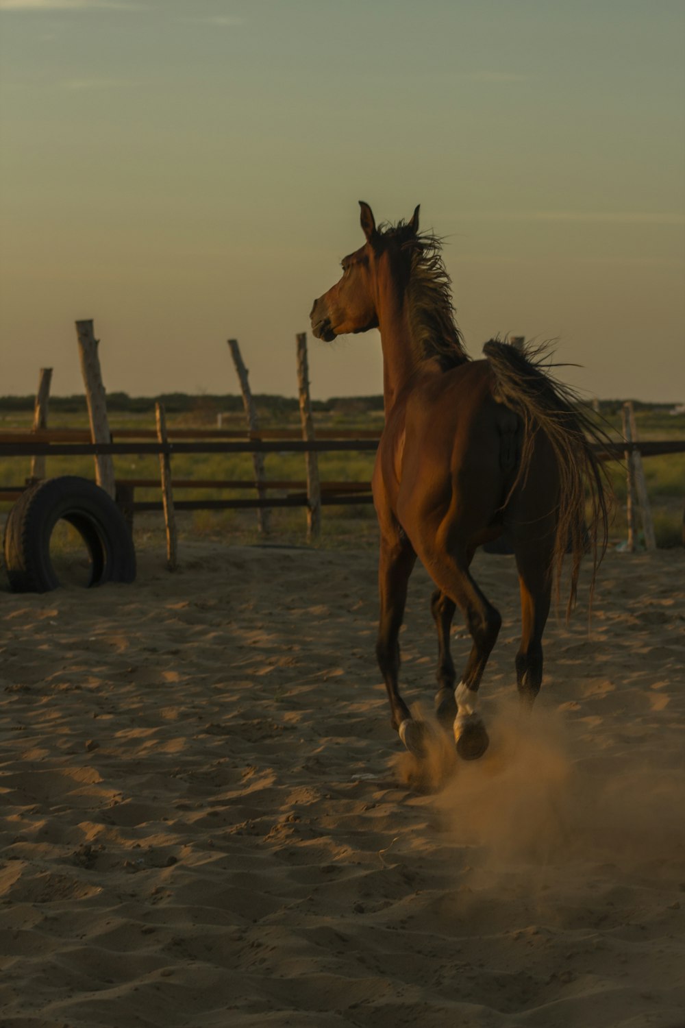 brown horse on brown field during daytime