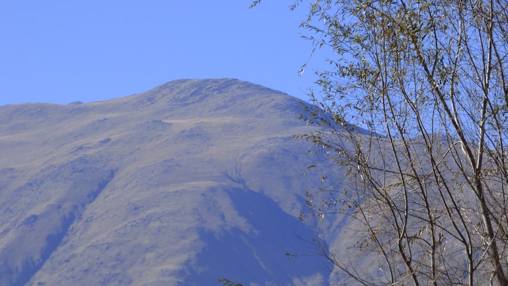 albero nudo sulla montagna marrone sotto il cielo blu durante il giorno