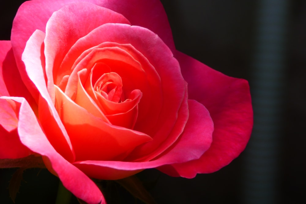 pink rose in bloom close up photo