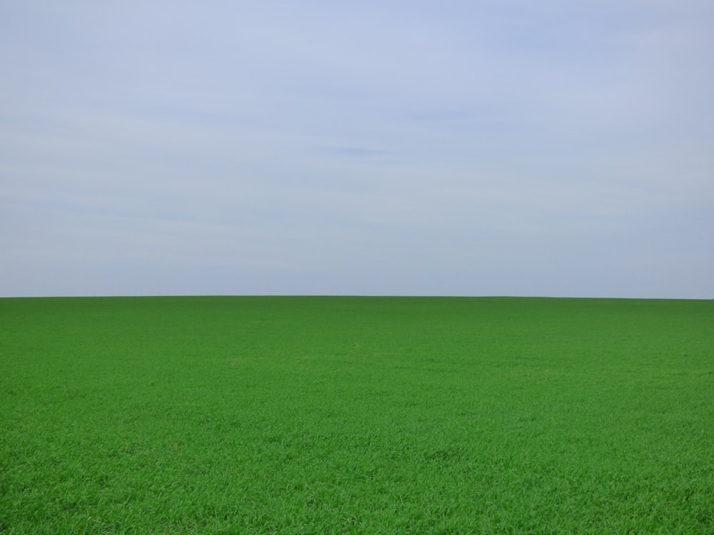 green grass field under white sky during daytime