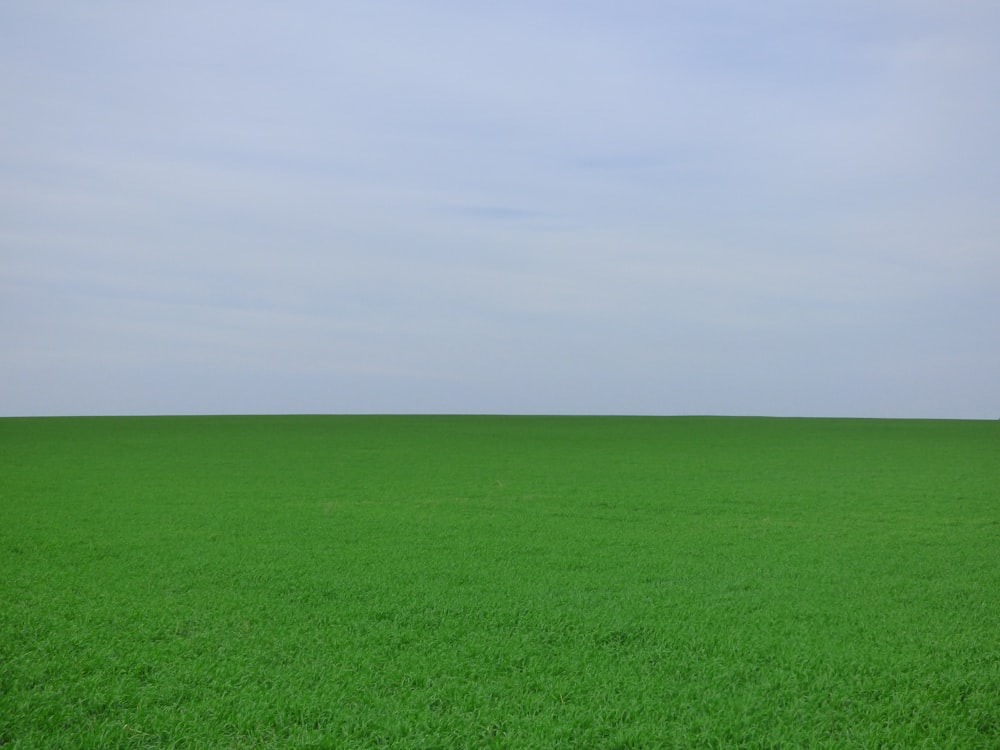 Campo de hierba verde bajo el cielo blanco durante el día
