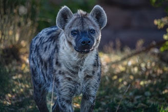 Hyena are heard every night at Albizia self catering tents in Hluhluwe