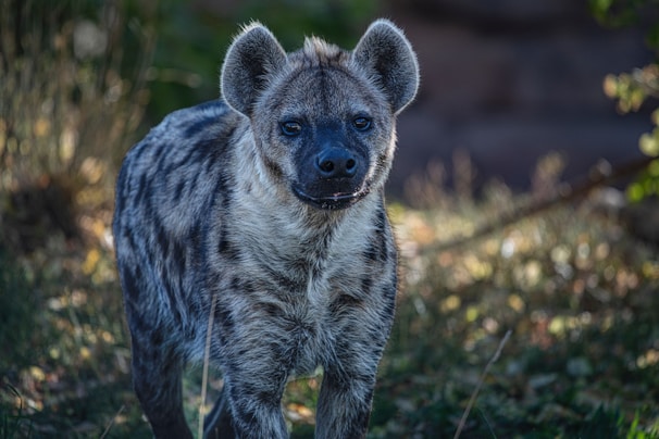 Hyena are heard every night at Albizia self catering tents in Hluhluwe
