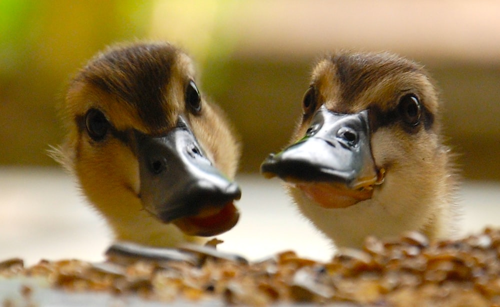 brown and beige duck head