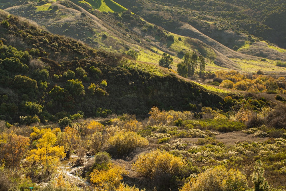 green and brown trees on mountain during daytime