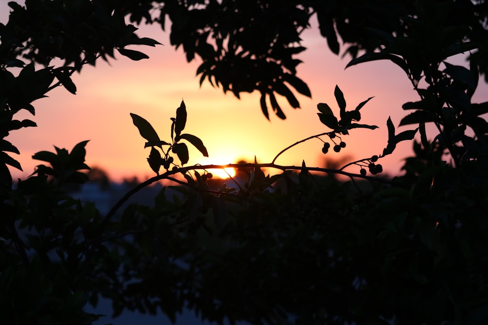 silhouette of tree during sunset