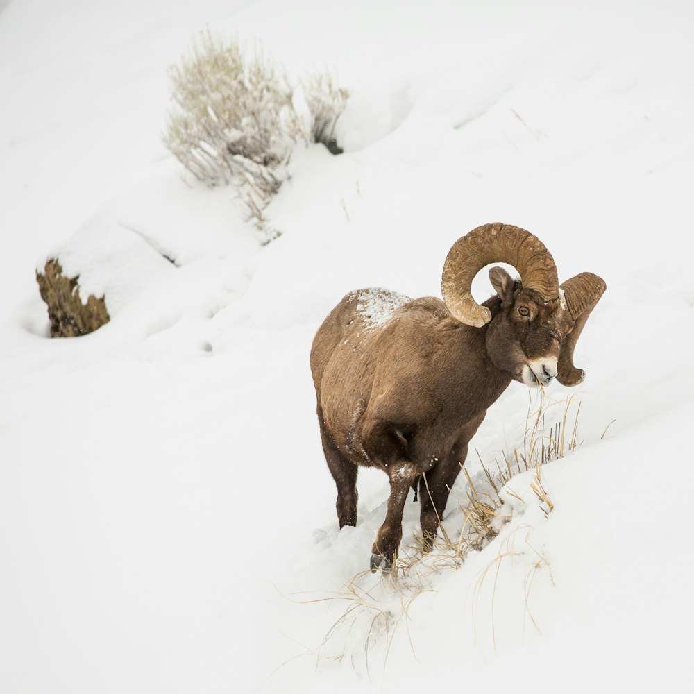 brown ram on snow covered ground during daytime