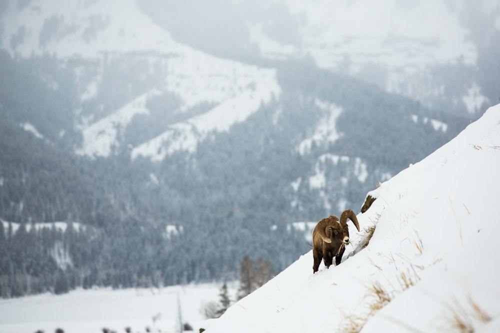 brown animal on snow covered mountain during daytime