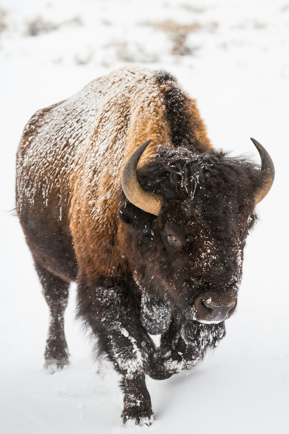 Bisonte marrón en suelo blanco cubierto de nieve durante el día