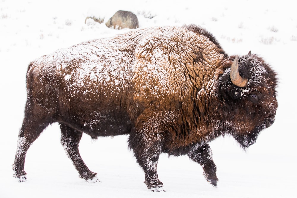 Bisonte marrón en suelo cubierto de nieve durante el día