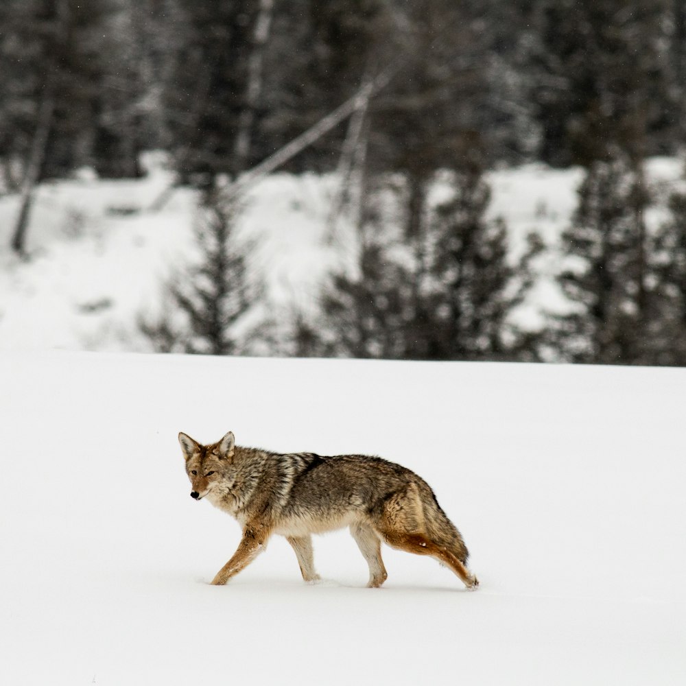 Loup brun sur sol enneigé pendant la journée