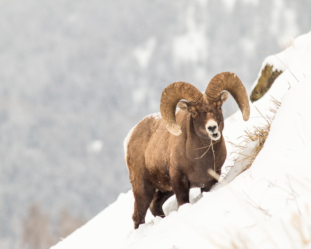 brown ram on snow covered ground during daytime