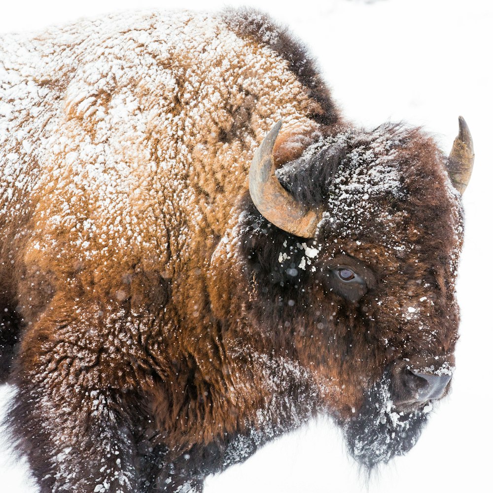 bisão marrom no solo coberto de neve durante o dia