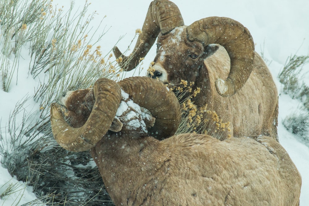 brown ram on brown grass during daytime