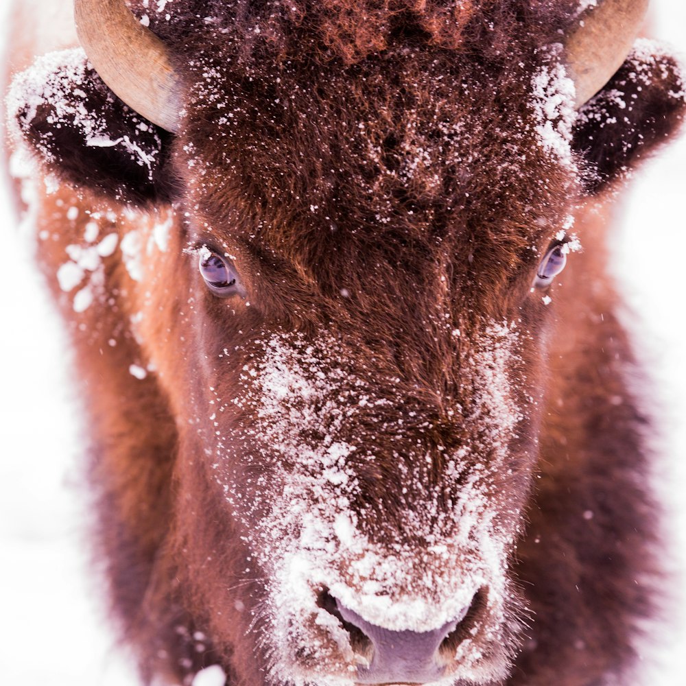 brown animal in close up photography