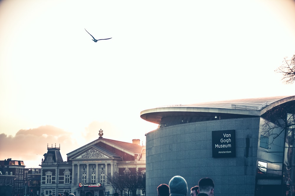 black bird flying over the building during daytime