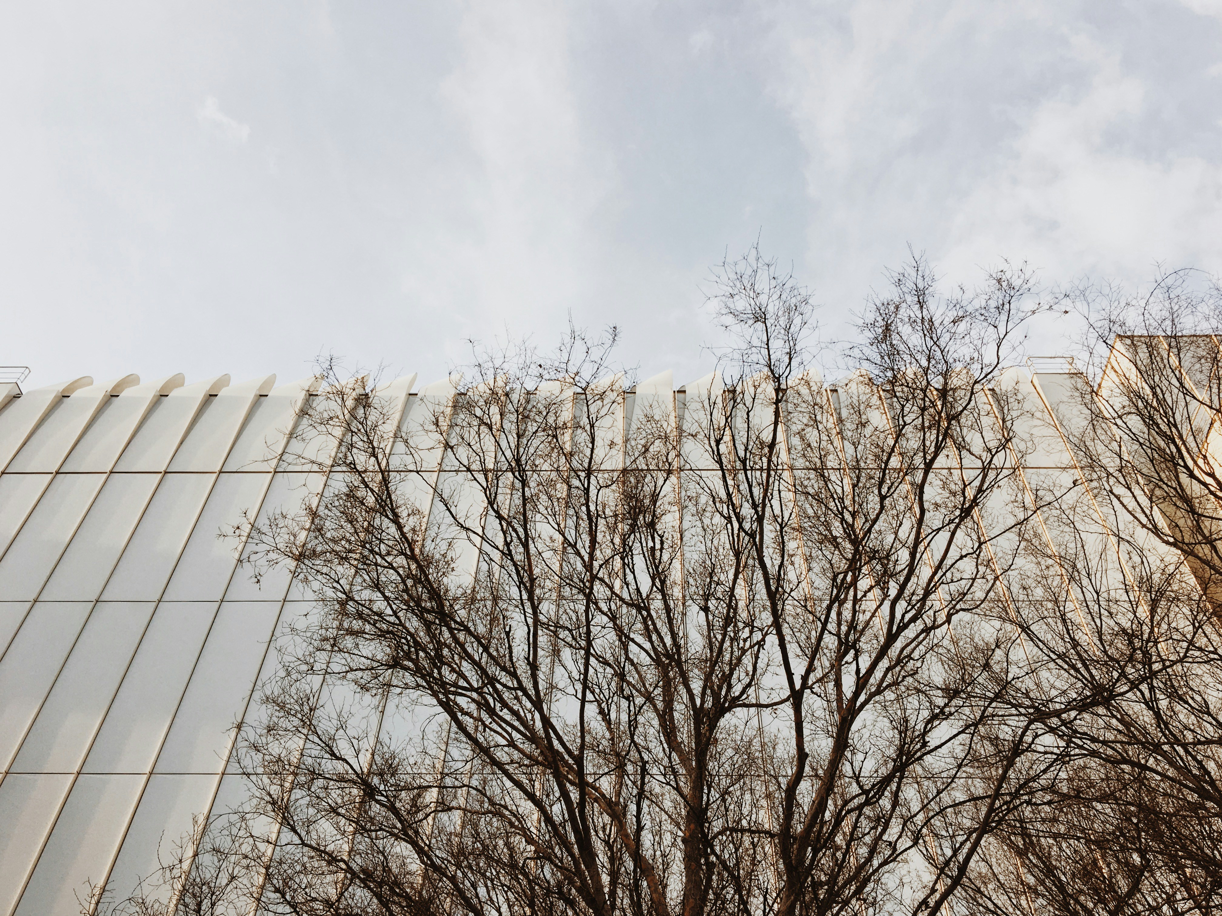 Leafless tree under white clouds photo – Free Animal Image on Unsplash