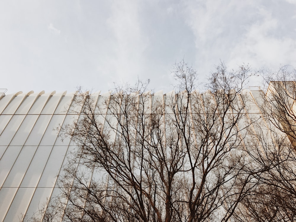 leafless tree under white clouds