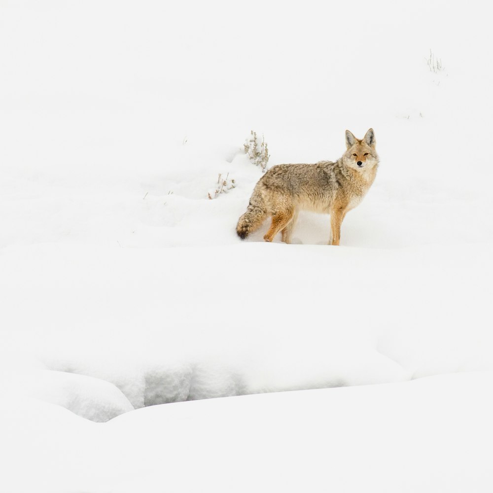 raposa marrom no solo coberto de neve durante o dia