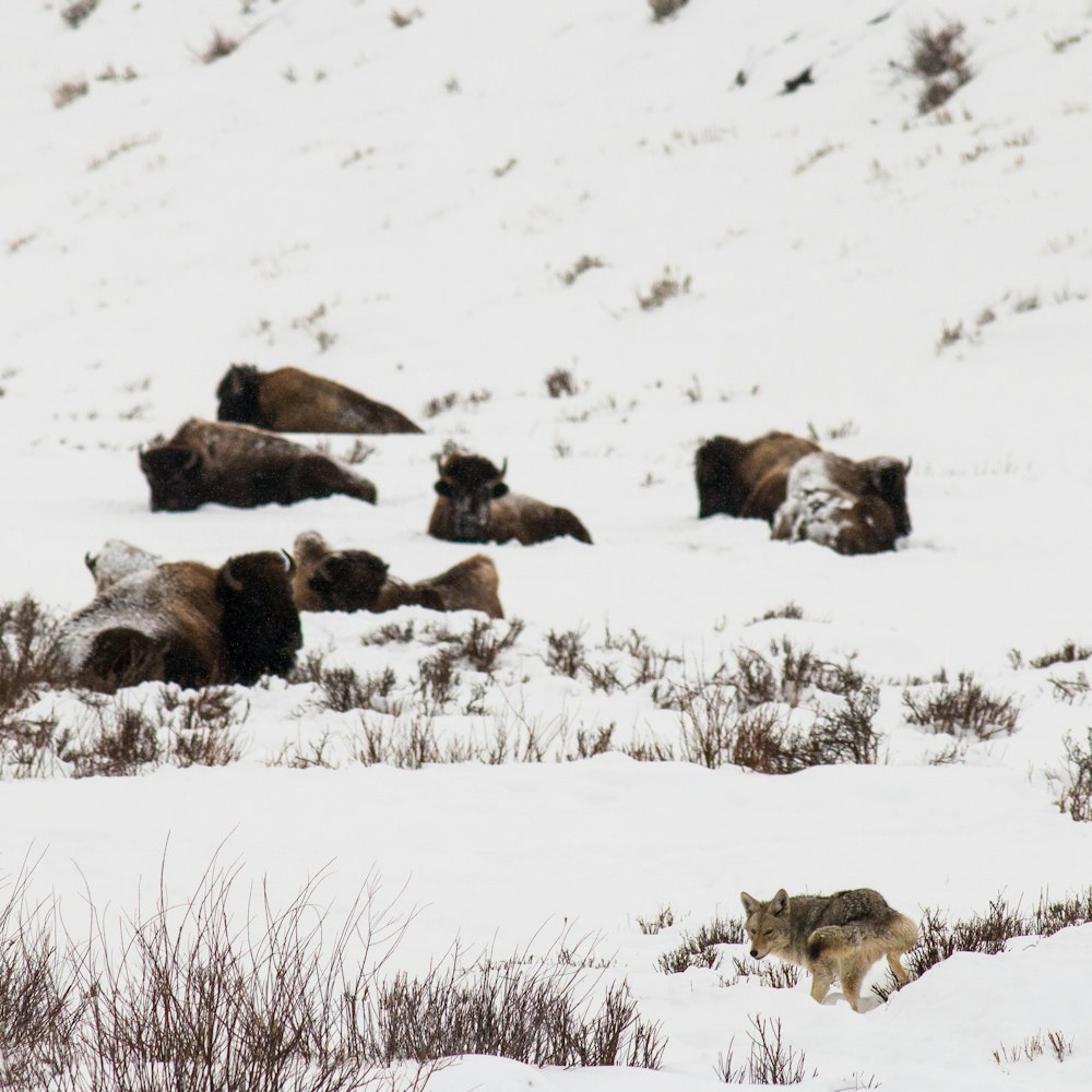 herd of sheep on snow covered ground during daytime